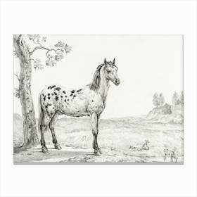 Standing Mottled Horse, Jean Bernard Canvas Print