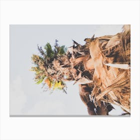 Date Palm Tree From Below Canvas Print