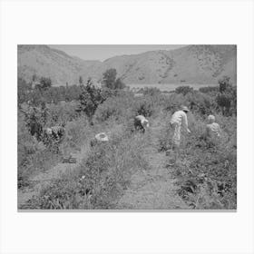 Young People From Logan Picking Berries For Farmer In Cache County, Utah, There Is No Migrant Labor Used Canvas Print