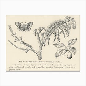 Vintage Illustration Of Lackey Moth, John Wright Canvas Print