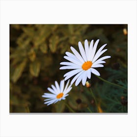 Daisy Canvas Print