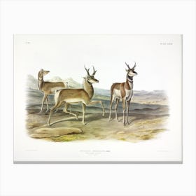 Prong Horned Antelope, John James Audubon Canvas Print