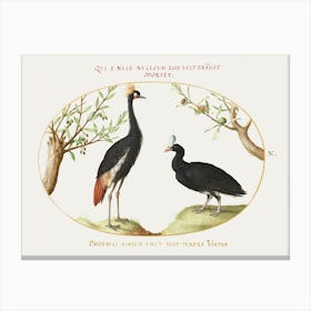 Gray Crowned Crane And Helmeted Currasow (1575–1580), Joris Hoefnagel Canvas Print