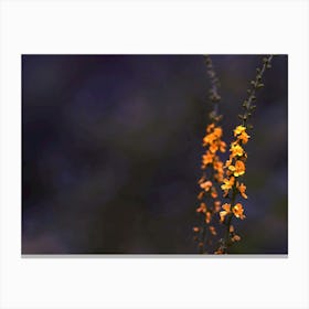 small yellow flowers as close up Canvas Print