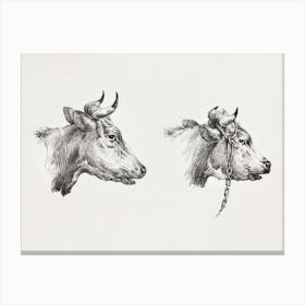 Two Bull Heads, Jean Bernard Canvas Print