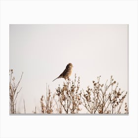 White Crowned Sparrow Canvas Print