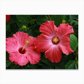 Hibiscus Canvas Print