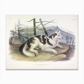Hare Indian Dog, John James Audubon Canvas Print
