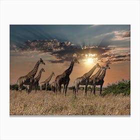 Giraffes At Sunset Canvas Print