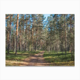 Russian Pine Forest Photo Canvas Print