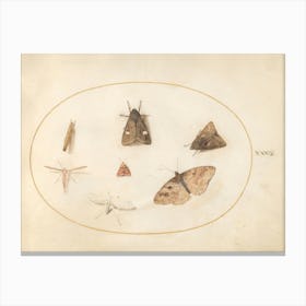 Seven Moths (c. 1575-1580), Joris Hoefnagel Canvas Print