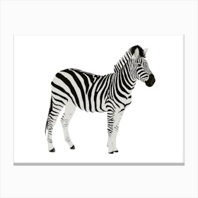 Zebra illustration Canvas Print