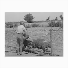 Daughter Of Tenant Farmer Feeding The Hogs Near Muskogee, Oklahoma, See General Caption 20 By Russell Lee Canvas Print