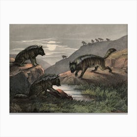 Vintage Kolb 11 Tafel 29 Hyäne Canvas Print