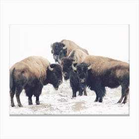 Winter Bison Herd Canvas Print