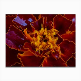 Red Marigold Flower Canvas Print