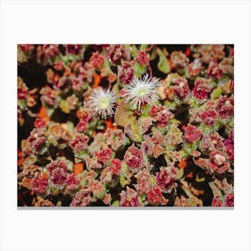 Cactus Flower Canvas Print