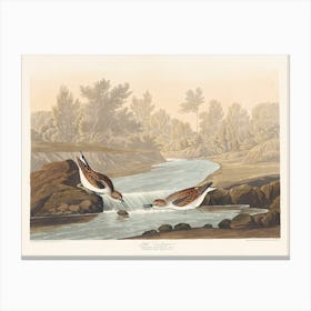 Little Sandpiper, Birds Of America, John James Audubon Canvas Print