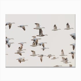 Flock Of Beach Seagulls Canvas Print
