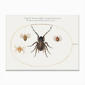 A Wolf Spider And Three Other Spiders (1575–1580), Joris Hoefnagel Canvas Print