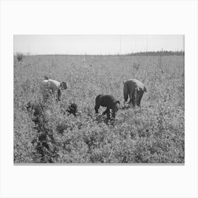 Untitled Photo, Possibly Related To Indian Woman Picking Blueberries Near Little Fork, Minnesota By Russell Lee Canvas Print
