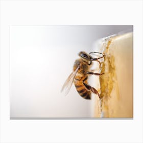Honey Bee On Honey Canvas Print