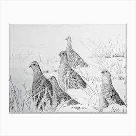 Partridges Canvas Print