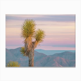 Yucca Tree Sunset Canvas Print