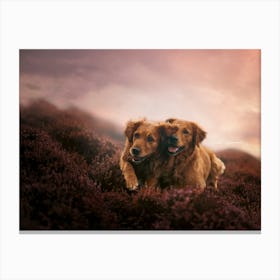 Golden Retriever Dogs In The Field- Scotland Highland UK dog photo print - moody animal photography Canvas Print