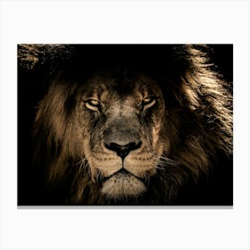 African Lion Wild Canvas Print