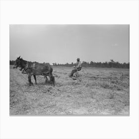 Untitled Photo, Possibly Related To Raking Soybean Hay, Lake Dick Project, Arkansas By Russell Lee Canvas Print