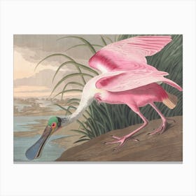 Vintage Pink Spoonbill Canvas Print