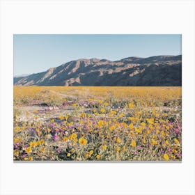 California Desert Wildflowers Canvas Print