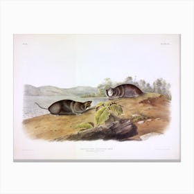 Mole Shaped Pouched Rat, John James Audubon Canvas Print