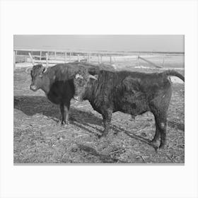 Untitled Photo, Possibly Related To Part Of Shorthorn Cattle Herd Belonging To G H West Near Estherville, Iowa By Canvas Print