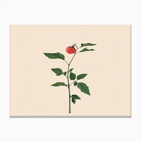 Tomato Canvas Print