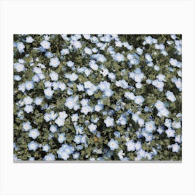 Tiny Blue Flowers Canvas Print