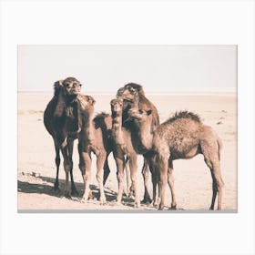 Camel Herd Canvas Print