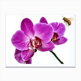 Bees And Orchids Canvas Print