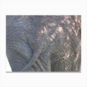 Elephant from Behind Canvas Print