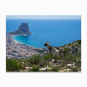 Female mountain goat looks at the Mediterranean coast in Calpe Canvas Print