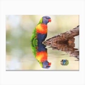 Rainbow Lorikeet Canvas Print