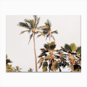 Breezy Palm Trees Canvas Print