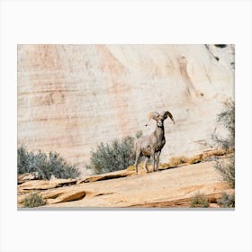New Mexico Desert Bighorn Sheep Canvas Print