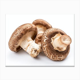 Mushroom On A White Background Canvas Print