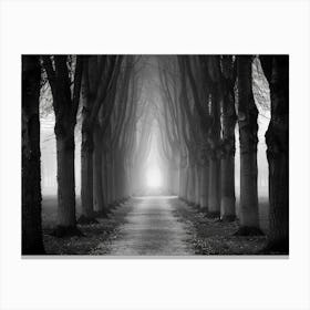 Path Through The Trees Canvas Print