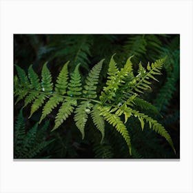 fern leaf 3 Canvas Print