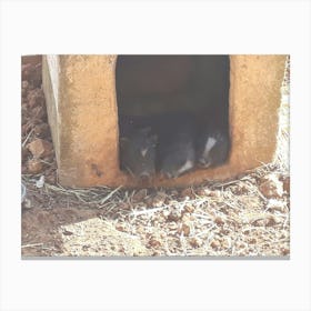 Guinea Pigs Canvas Print