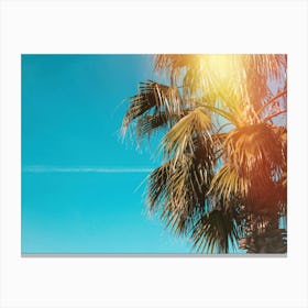 Palm Tree In The Sun Canvas Print