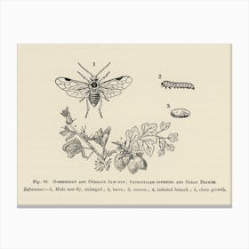 Vintage Illustration Of Caterpillar Infested, Clean Branoh, Currant Saw Fly, Gooseberry, John Wright Canvas Print